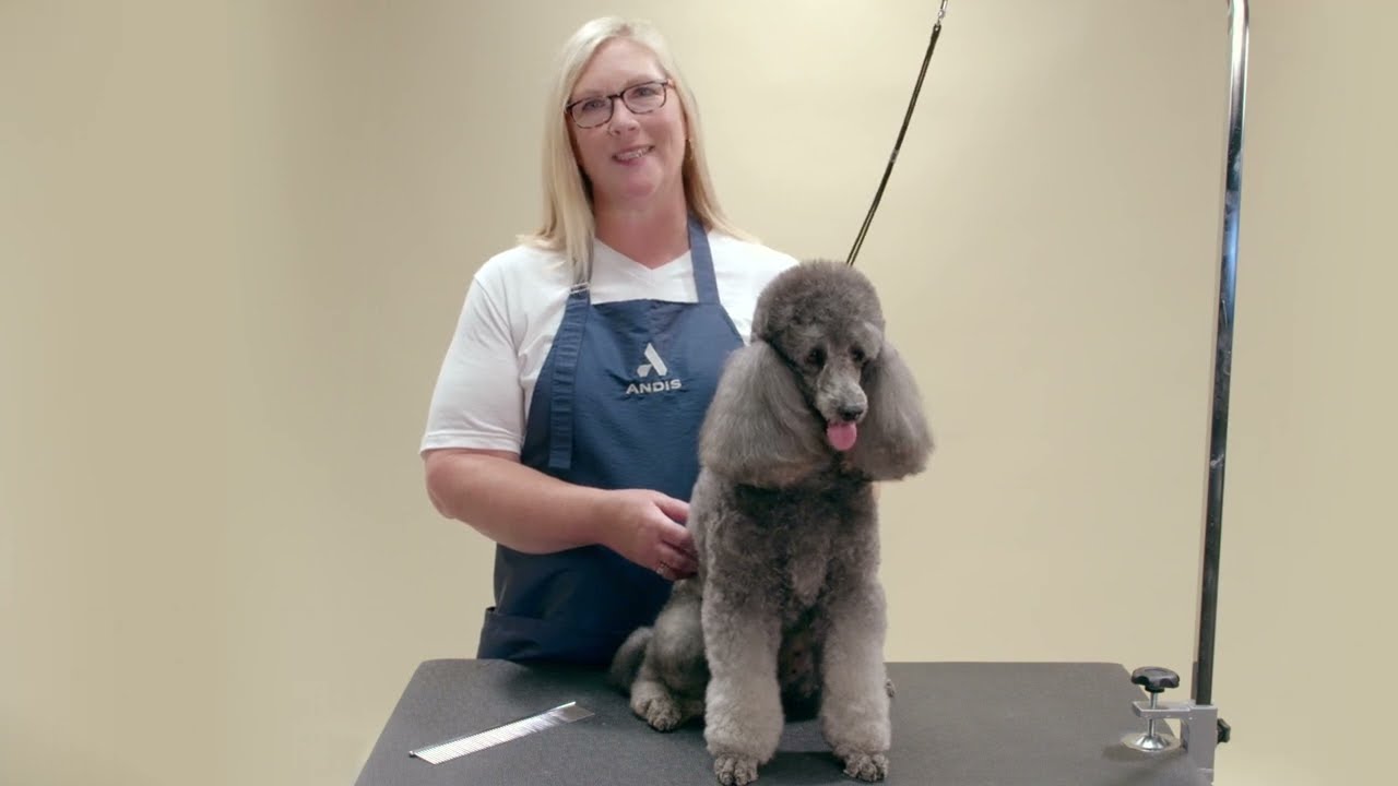 HOW TO SHAVE THE FACE OF A POODLE | ANDIS