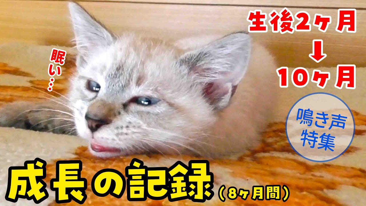 生後２ヶ月の子猫が大きくなるまでの鳴き声集＆成長記録【生後２ヶ月〜10ヶ月の鳴き声の変化】