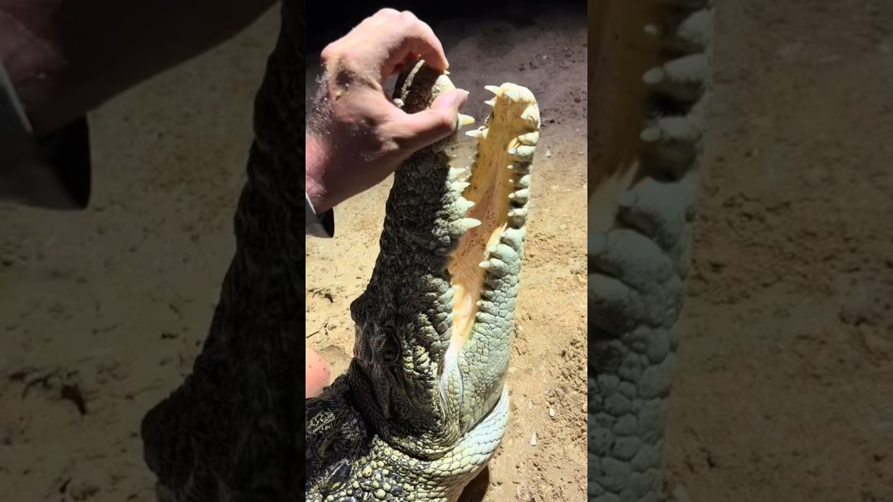I yoinked a crocodile in Australia! 