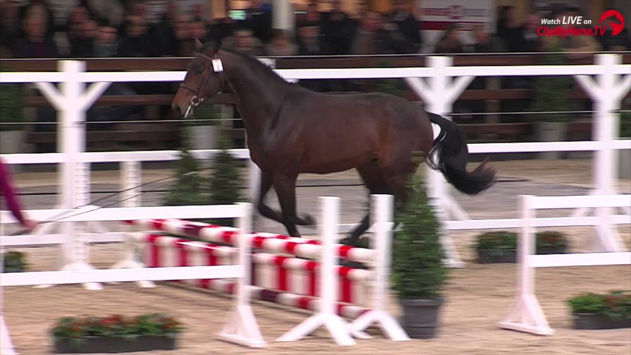 04 NATIVIO VAN HET LELIEHOF (Bamako de Muze x Enrico vd Withoeve)