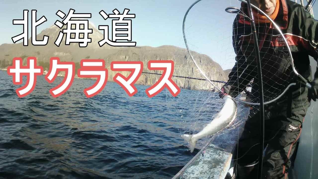 サクラマス釣り　北海道恵山山背泊　バケによるサクラマス釣りです。今回はなかなかの釣果でした。ぜひ視てください。バケ釣りも本当に面白い釣りの一つです。毛ばりとタコベイトのチョイスと竿の振り方も難しいです