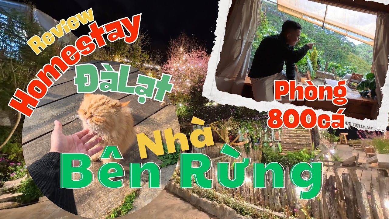 Review Homestay Đà Lạt: Nhà Bên Rừng (Hùng Vương) - Căn Home 800Cá Thì Có Đáng Trải Nghiệm?