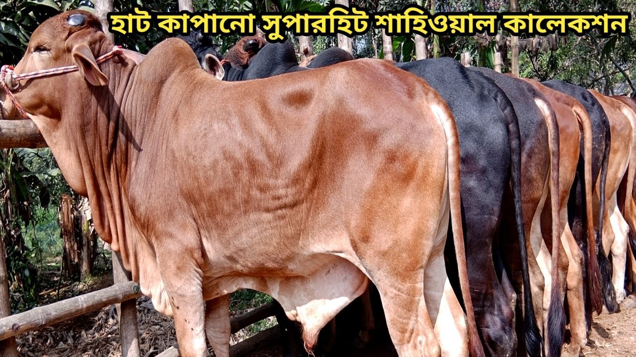 ২০২৬ সালের উপযোগী সুপারহিট বিগ বিগ শাহিওয়াল কালেকশান।। ০২/০২/২০২৬