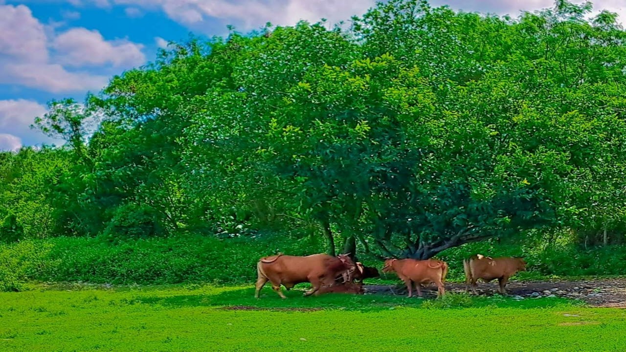 (Lord, you are my shepherd/耶和華是我牧者)...Piano music