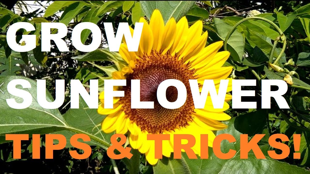 HOW TO GROW SUNFLOWER | GARDENING PHILIPPINES