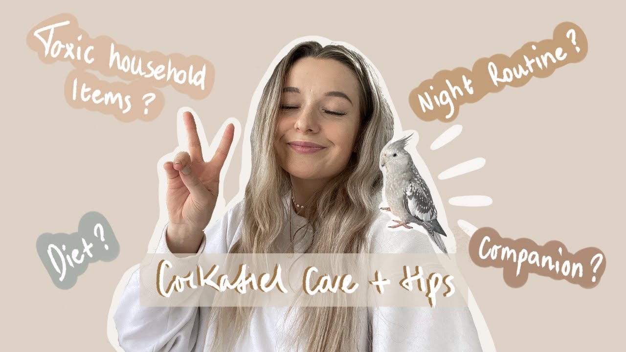 COCKATIEL CARE + TIPS ( WATCH BEFORE GETTING A COCKATIEL)