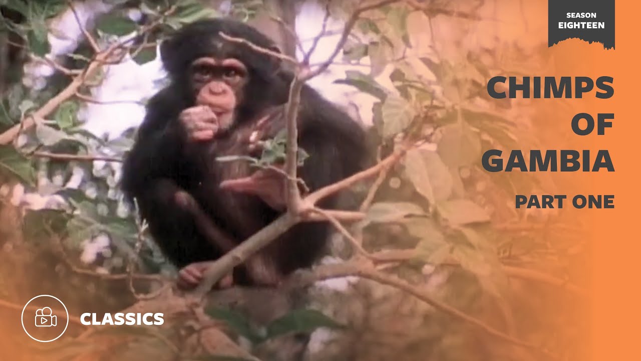 Chimps of the Gambia Part 1 | Mutual of Omaha's Wild Kingdom