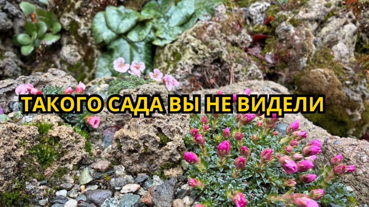 ТАКОГО САДА ВЫ ЕЩЁ НЕ ВИДЕЛИ! Уникальные растения на камнях.