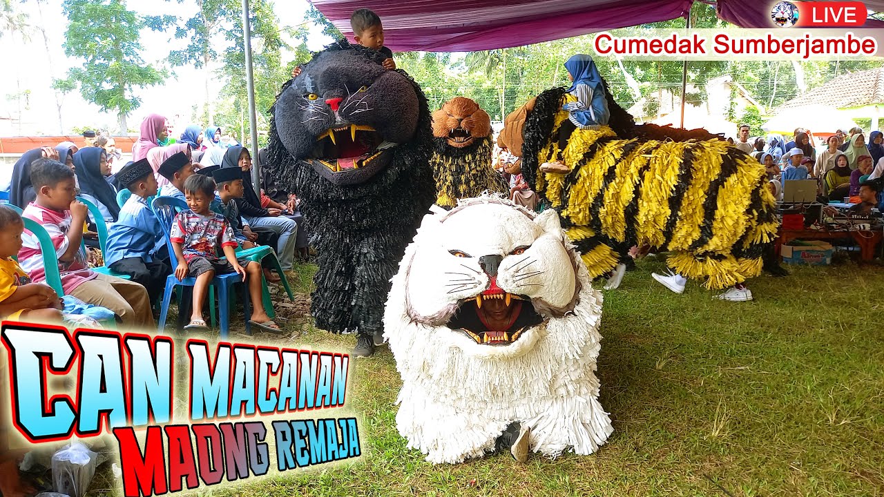 CAN MACANAN MAONG REMAJA LIVE CUMEDAK SUMBERJAMBE