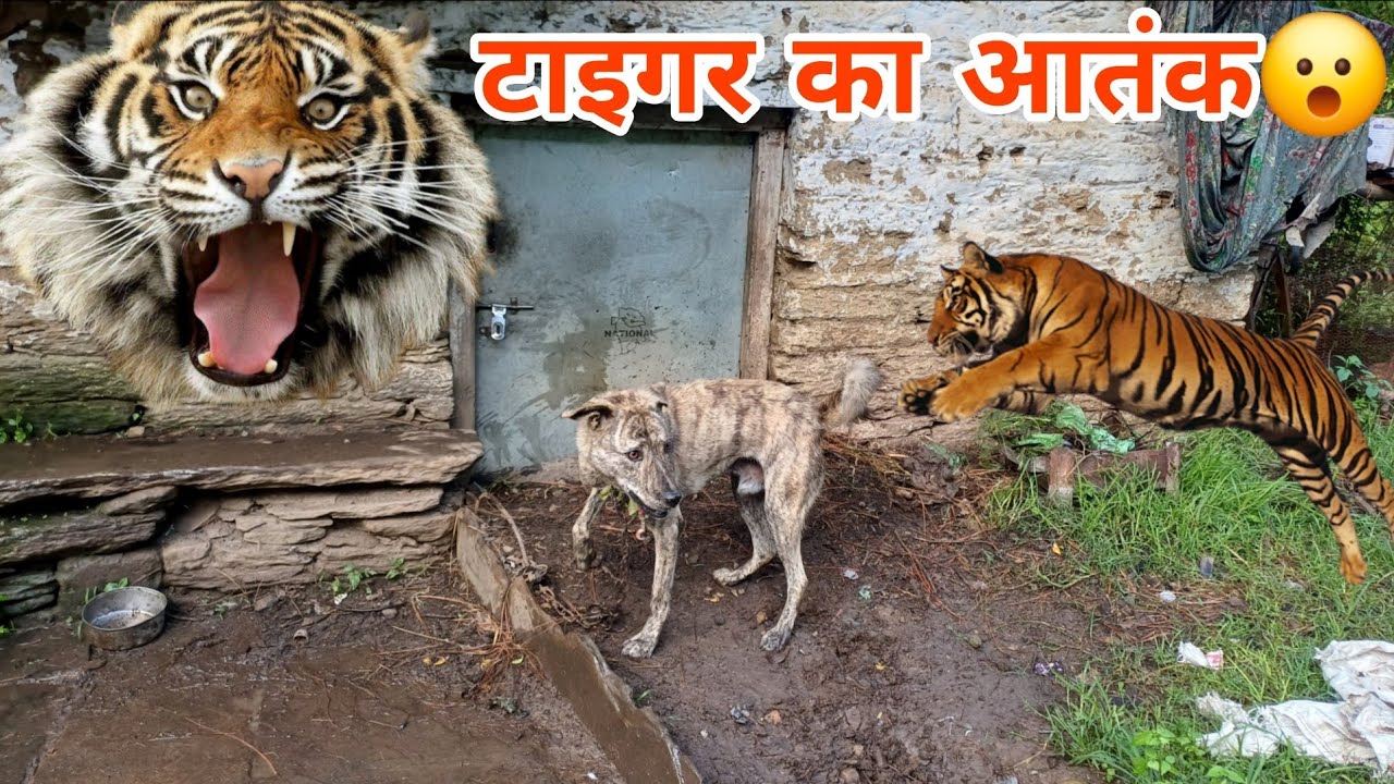 Tiger Attack on Dog 🫢 Tiger Aagya