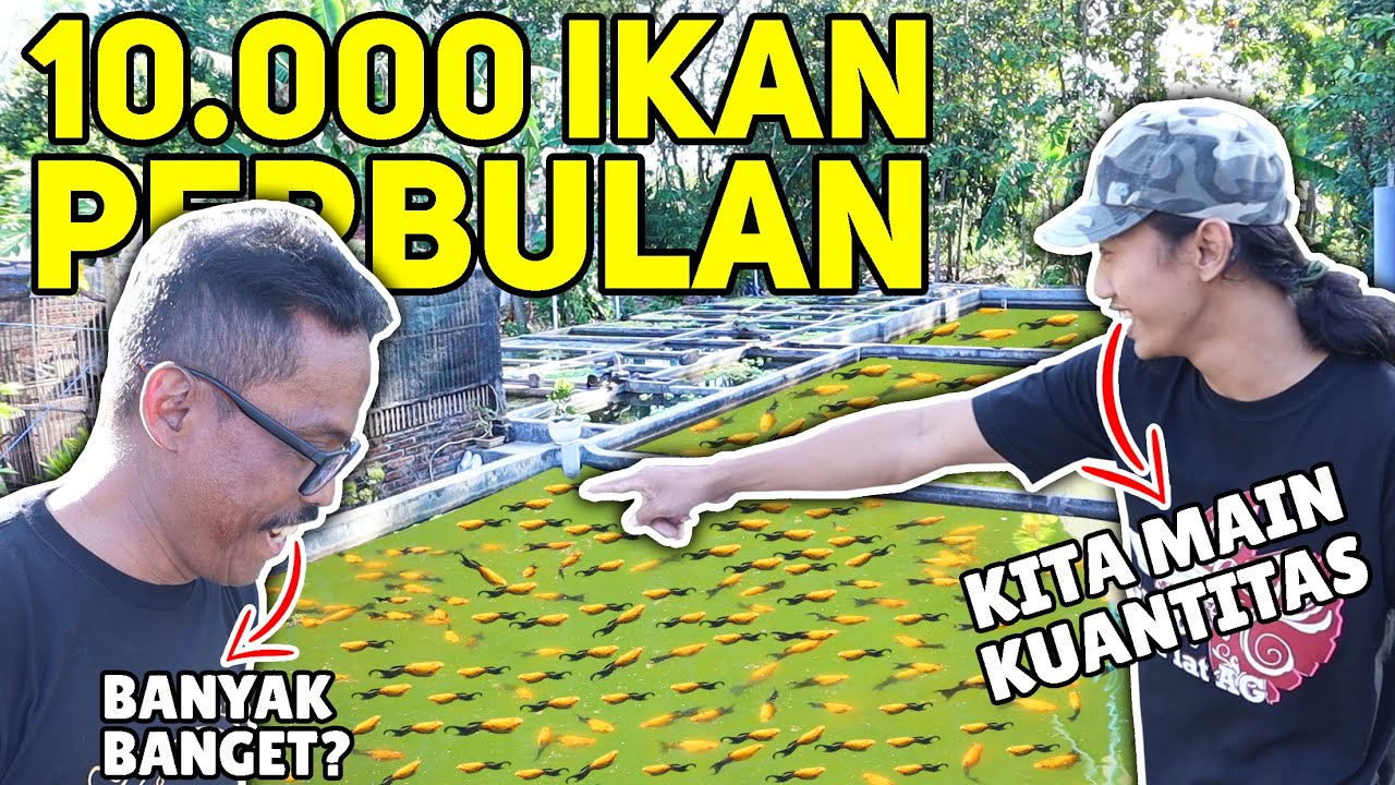FARM YOZ EGA PART 2! PRODUKSI 10.000 EKOR IKAN HIAS PER BULAN UNTUK DISETOR KE RESELLER! IDE BISNIS!