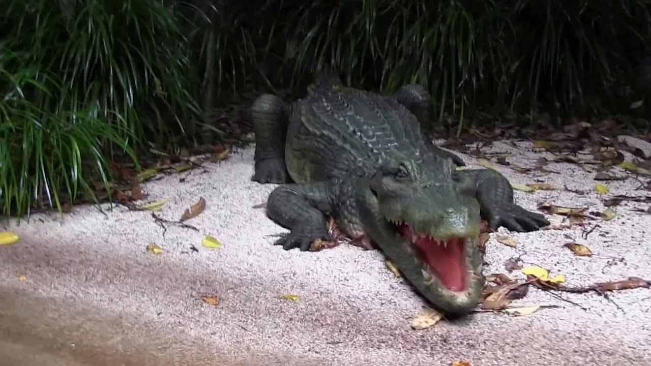 【HD】ジャングルクルーズのお兄さん、クソワロタ!!ディズニー