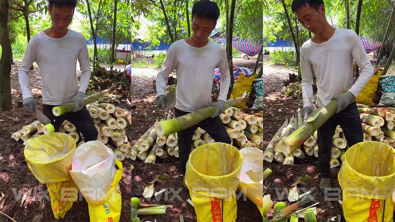 How To Cutting Bamboo Shoot Professional P170