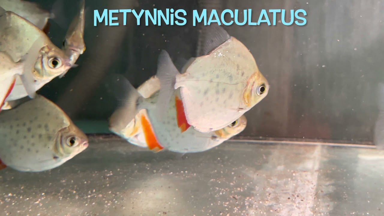 Metynnis maculatus