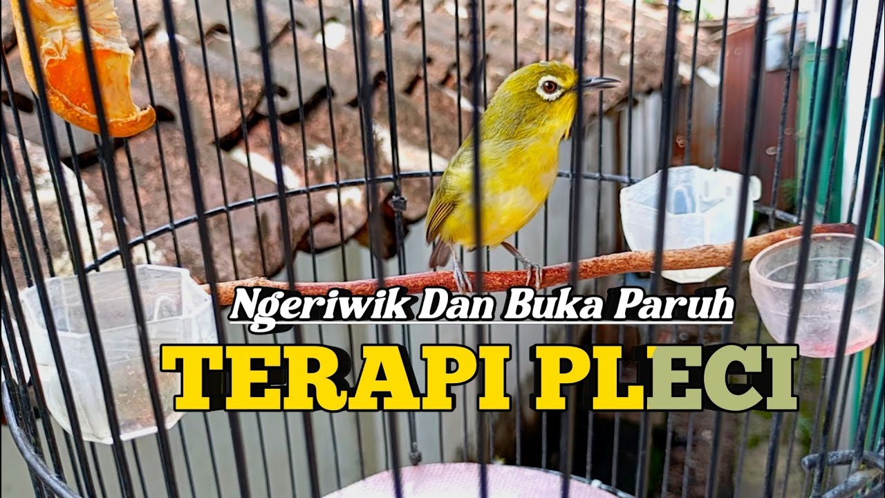TERAPI PLECI NGERIWIK KASAR DAN BUKA PARUH 🔥 Putar Dan Buktikan