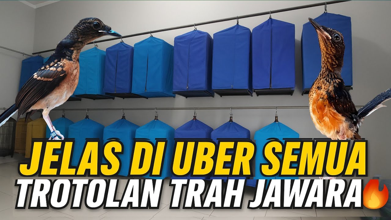 DI UBER SEMUA‼️ MURAI TROTOL PROSPEK LAYAK NASIONAL‼️ HARGA MURAH DI BANTEN 🔥