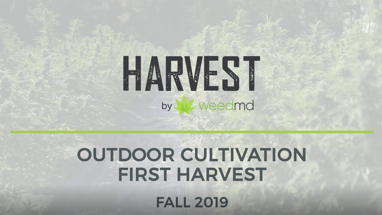 WeedMD Commences Harvest of its Outdoor-Cultivated Cannabis
