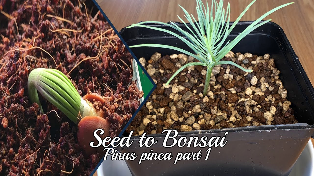 Seed to Bonsai: Stone Pine (Pinus Pinea) #1