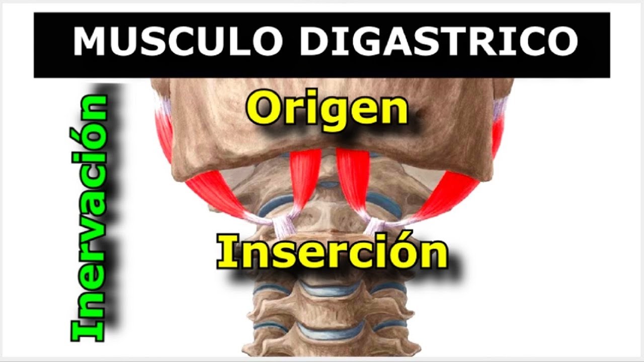 Musculo Digastrico:  