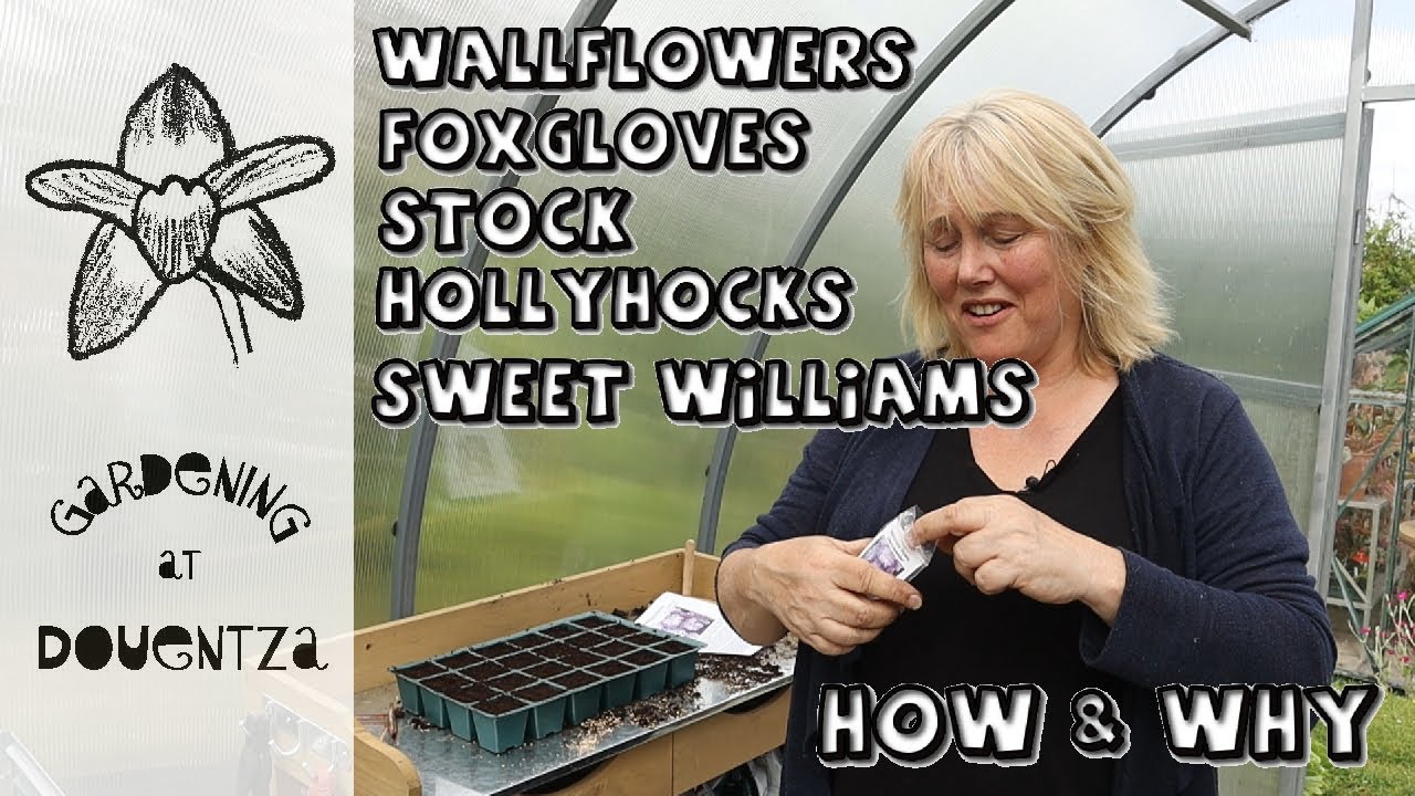 How & Why Grow Biennials || Wallflowers, Hollyhocks, Sweet Williams, Stock & Foxgloves
