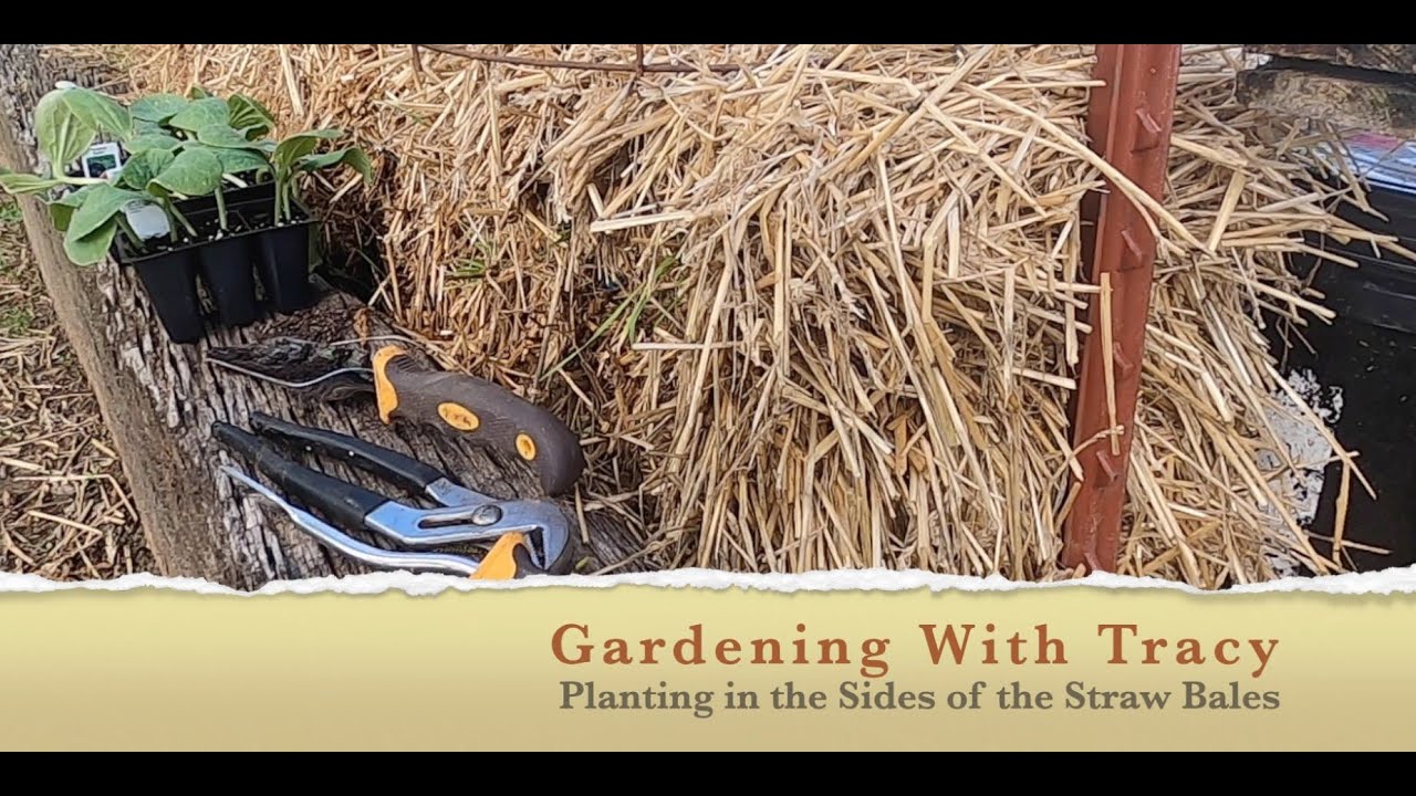 Planting in the Sides of the Straw Bales