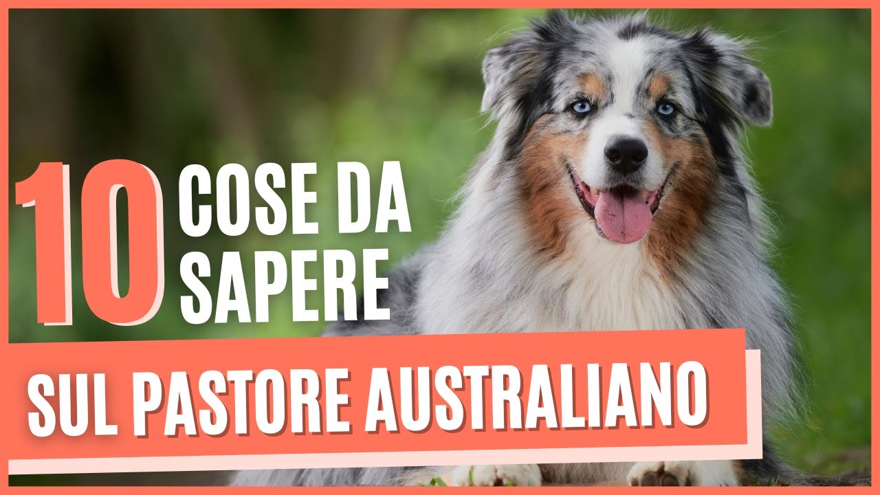 PASTORE AUSTRALIANO curiosità | Cose da sapere prima di prendere un pastore australiano ..