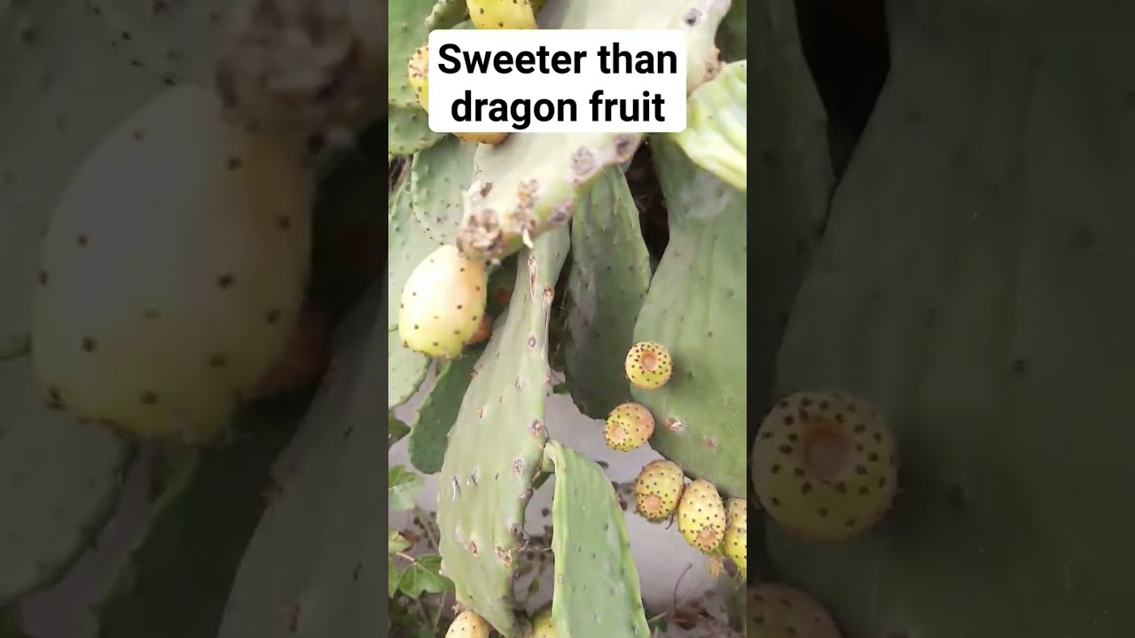 Prickly pears/higos de pala en Espa&ntilde;a