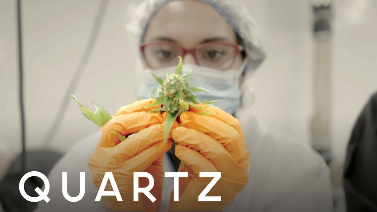 The biggest cannabis company in the world