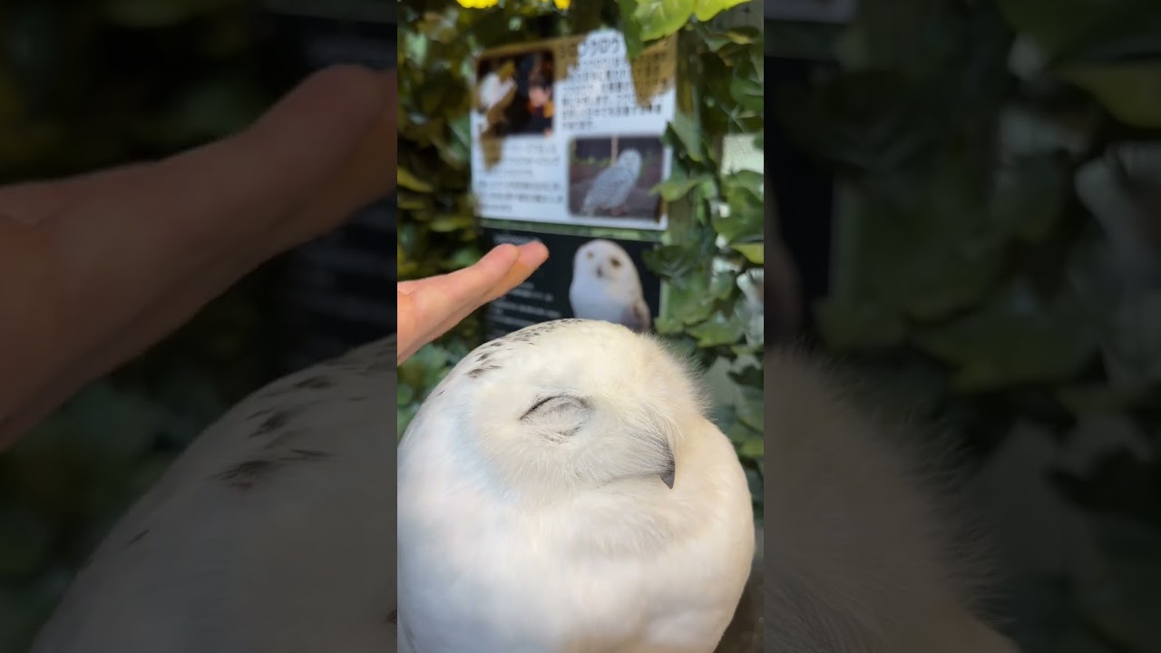 soft owl &ldquo;hedwig&rdquo; is a real jerk