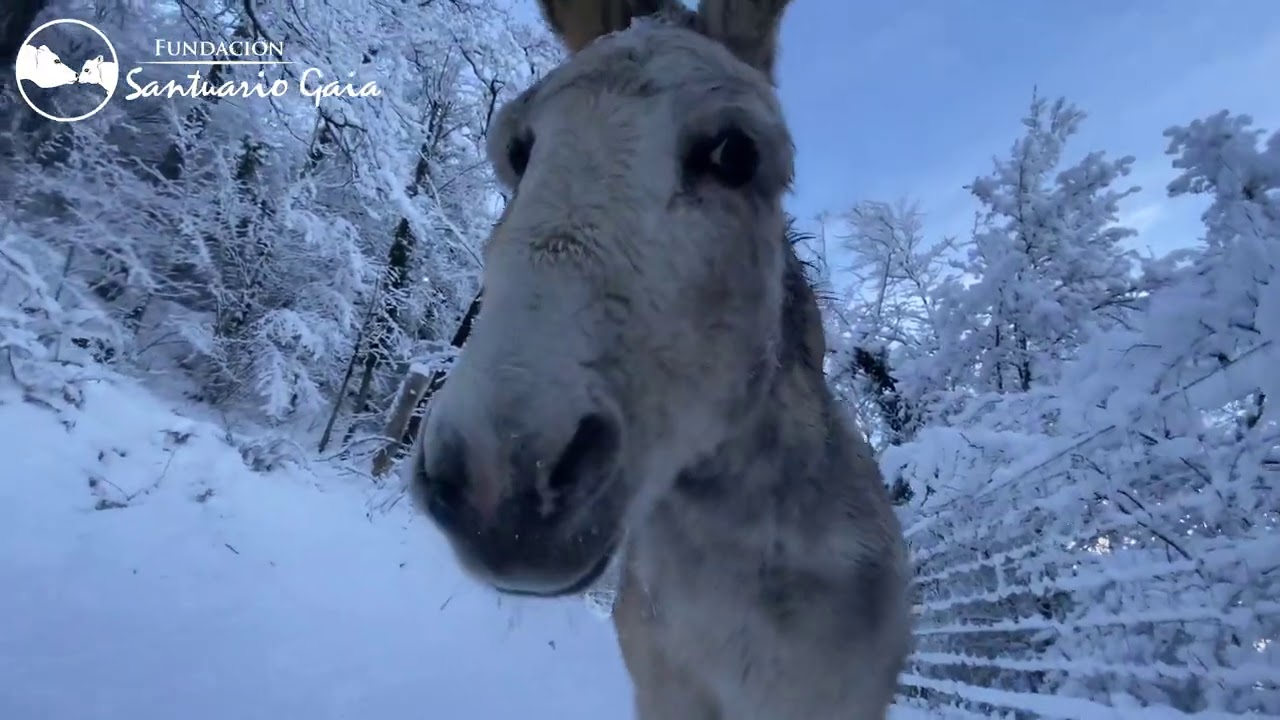 Vacas y toros rescatados disfrutan de la nieve