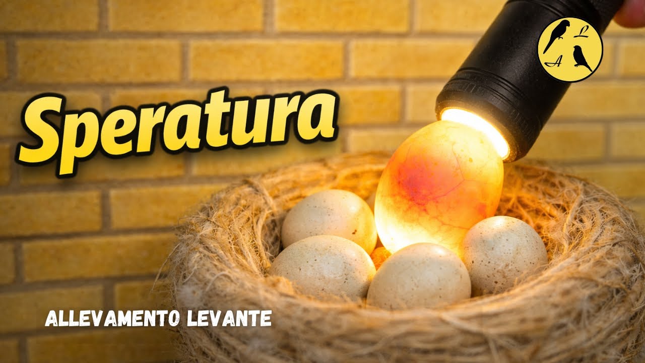 La sfida della stagione riproduttiva – La speratura | Battling the Breeding Season – Egg Check