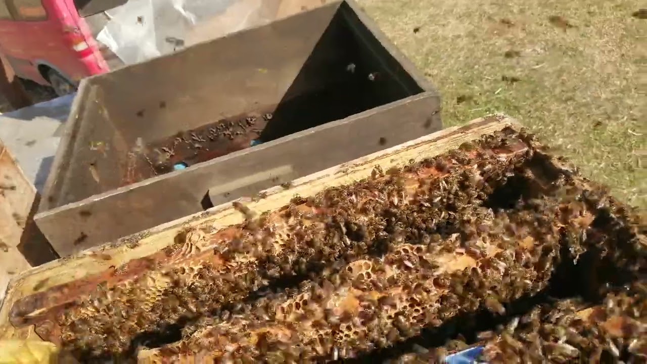 გადატრიალება მეფუტკრეობაში 😁