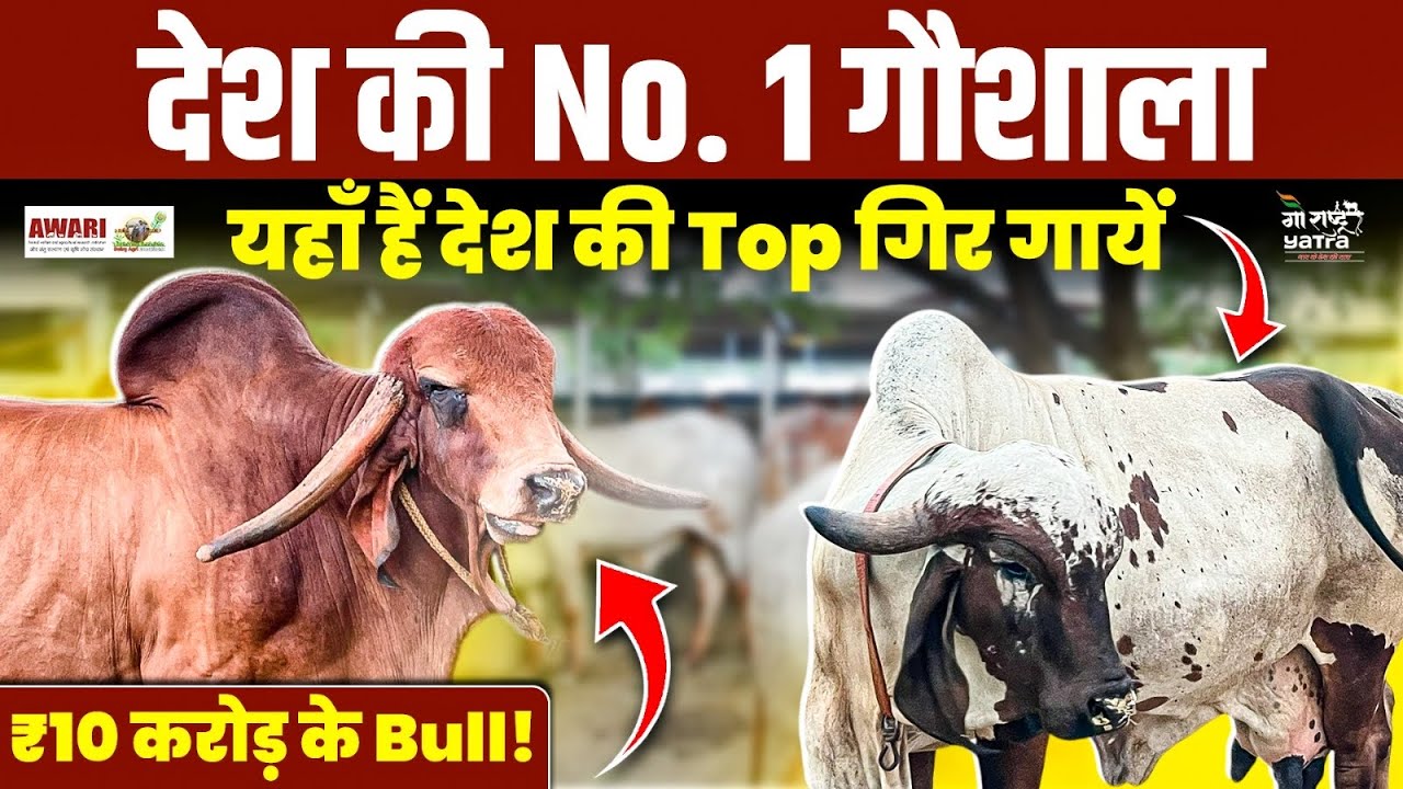 देश की No.1 गौशाला 🏆 जहाँ हर साल करोड़ो के नंदी दिए जाते हैं Free 👉 सेवा का सबसे बड़ा उदाहरण