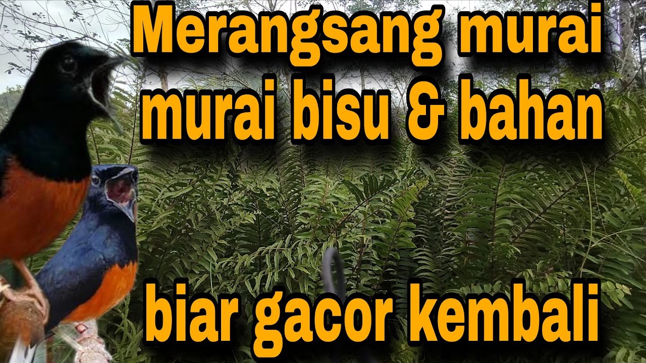 Pancingan murai batu ampuh cocok untuk pancingan murai batu macet bunyi#pancinganmuraibatu