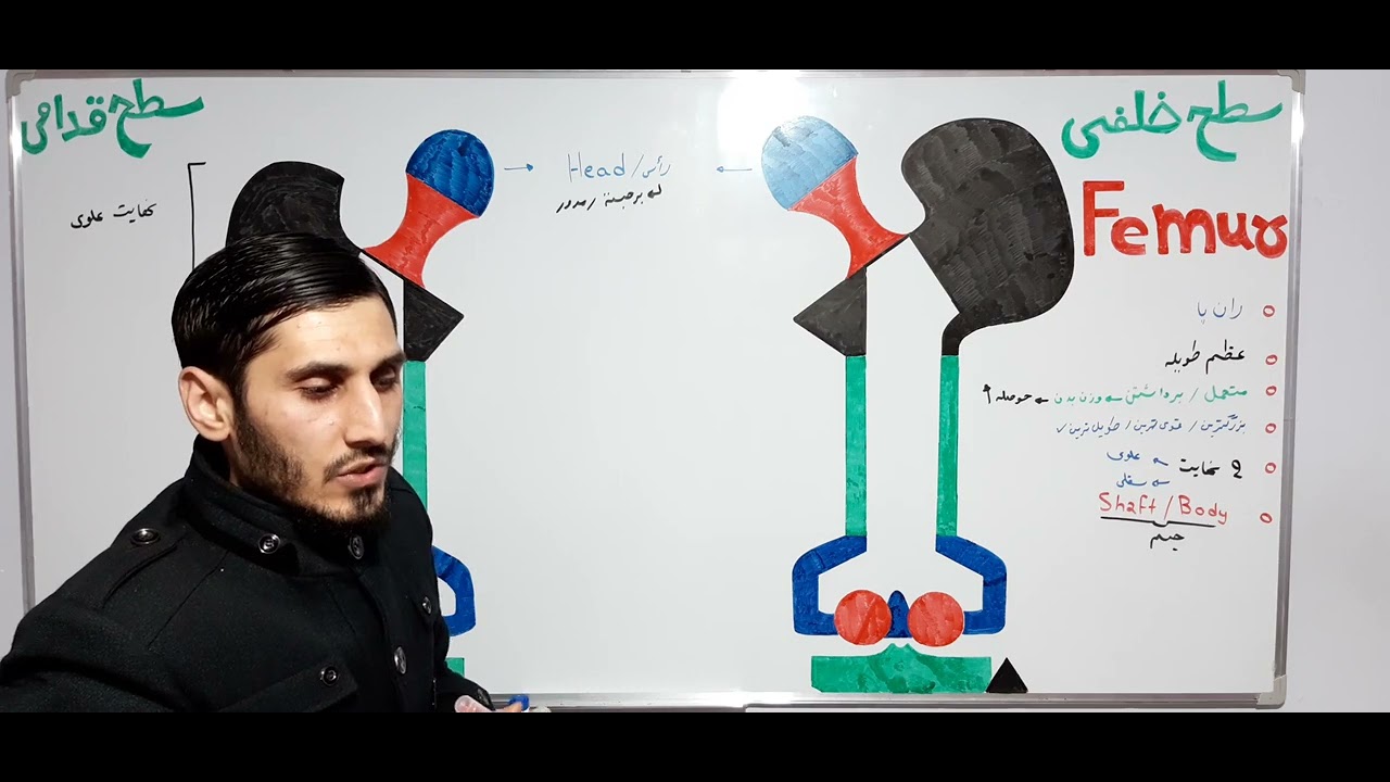 استخوان فخذ یا femur درس (16)