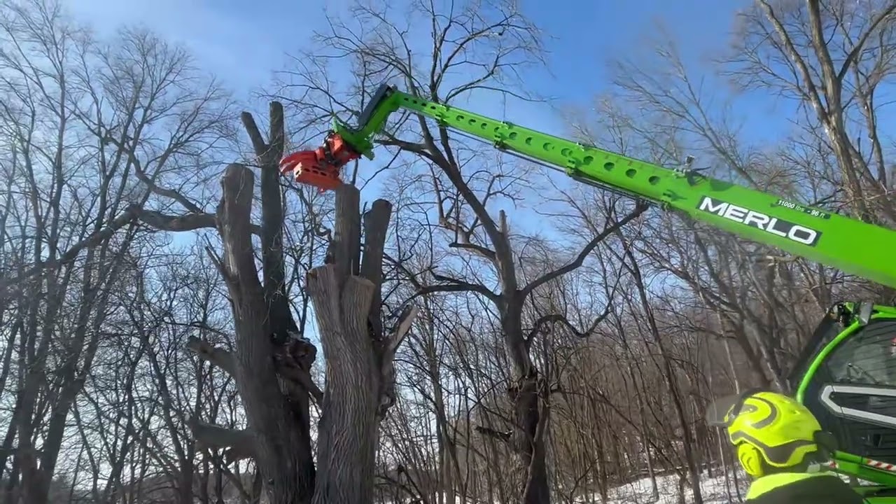 Massive Elm Tree Removal With Merlo!