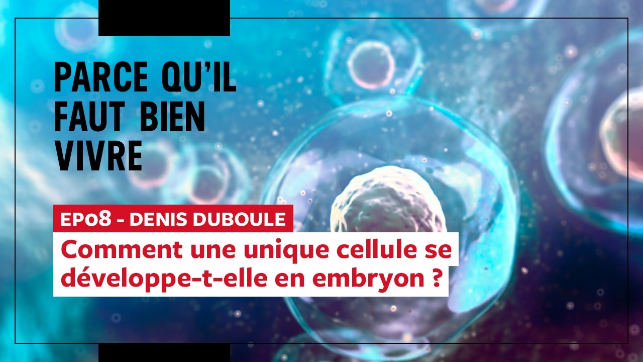 Episode 8 - Denis Duboule  - Comment une unique cellule se développe-t-elle en embryon ?
