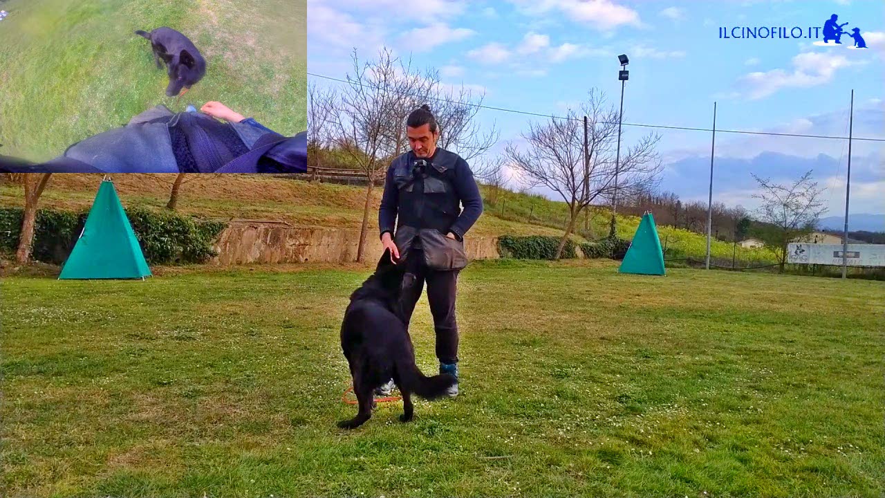 VIDEO ESERCIZI adescamento e contatto visivo con il cane