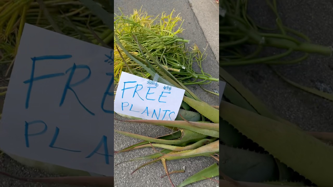 A busy day in the garden = free plants! #garden #freeplants #plants