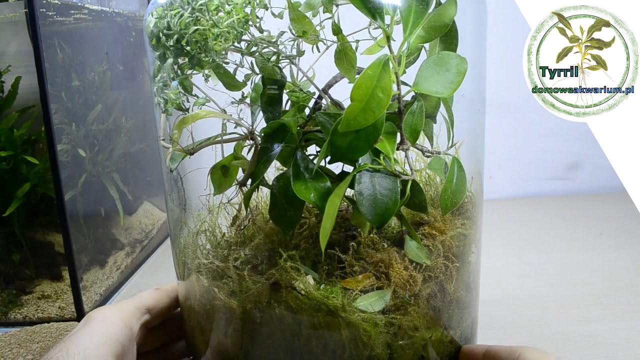 2 lata życia mojego terrarium - las w słoiku, zamknięty ekosystem.