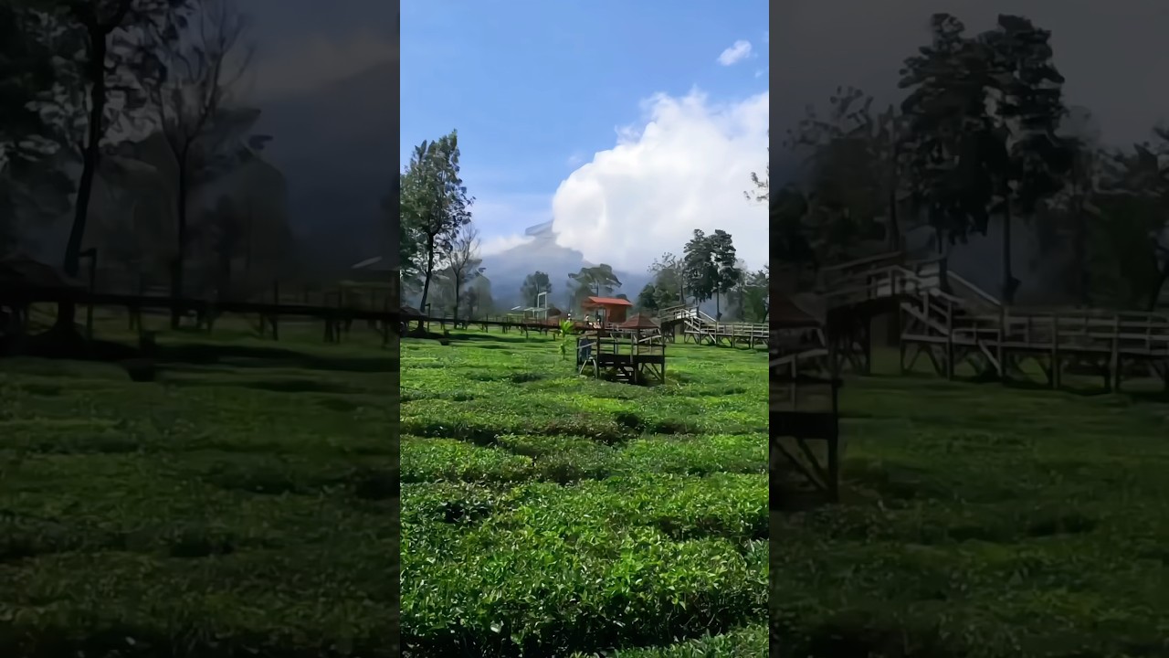 #kebunteh