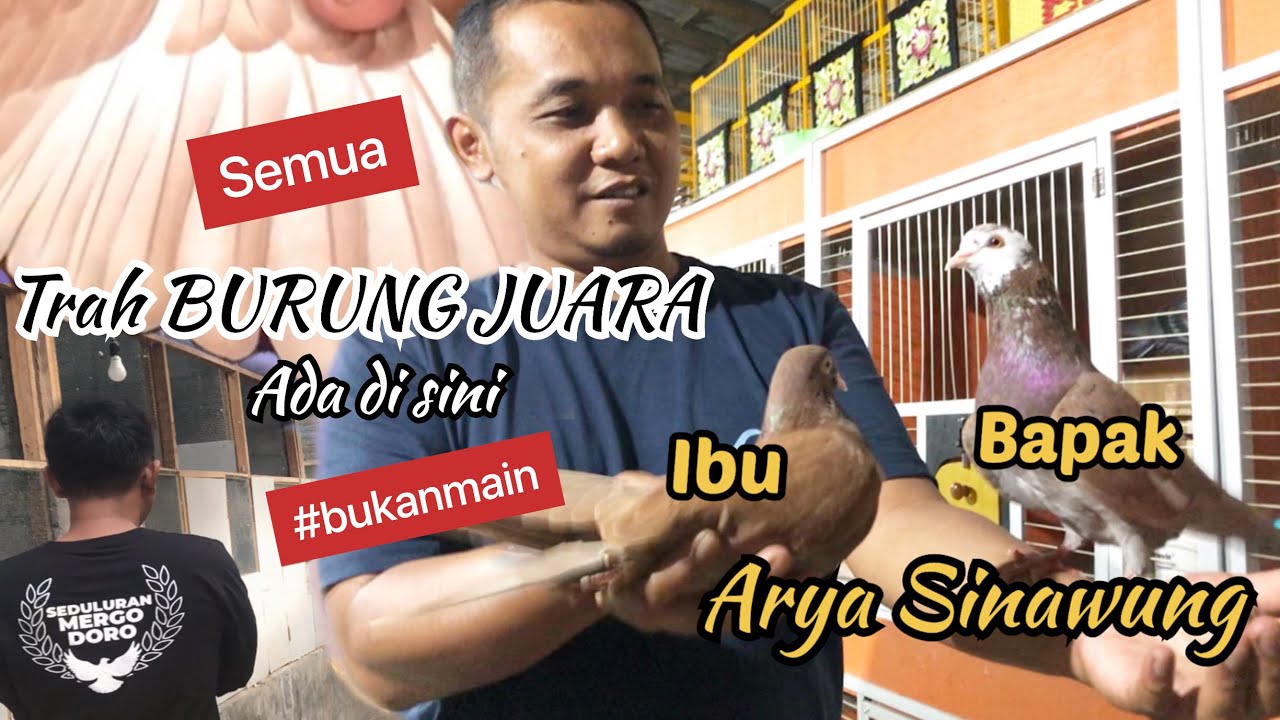 SEMUA TRAH BURUNG JUARA PANTURA CC METEOR ADA DI SINI - BAPAK IBU ARYA SINAWUNG
