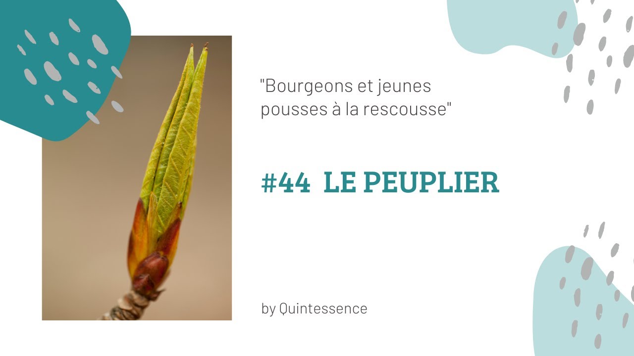 #44 Le macérat de bourgeons de peuplier : immunité, propolis, cystite, artérite, anti-thrombotique..