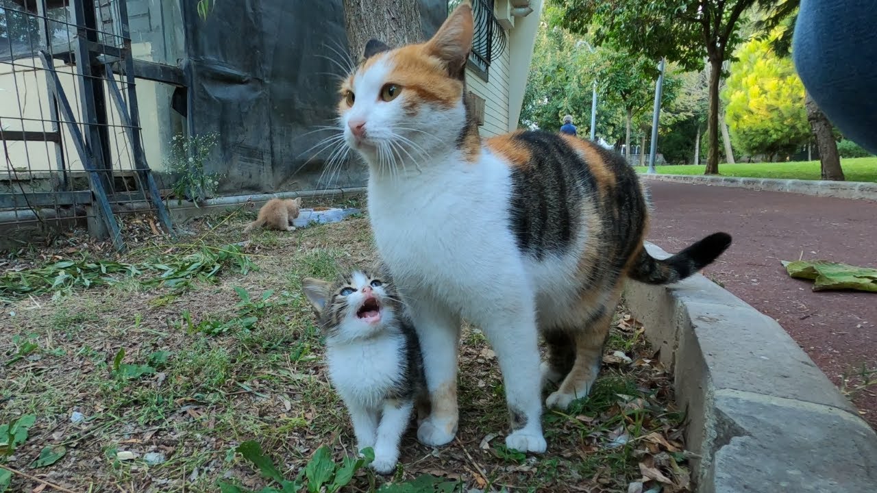 Kitten asking milk from her mommy (Long version)