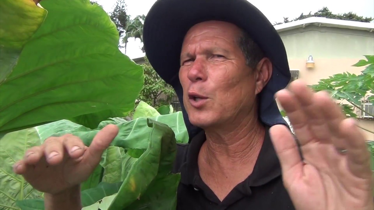 Yaut&iacute;a en el Huerto 1:3