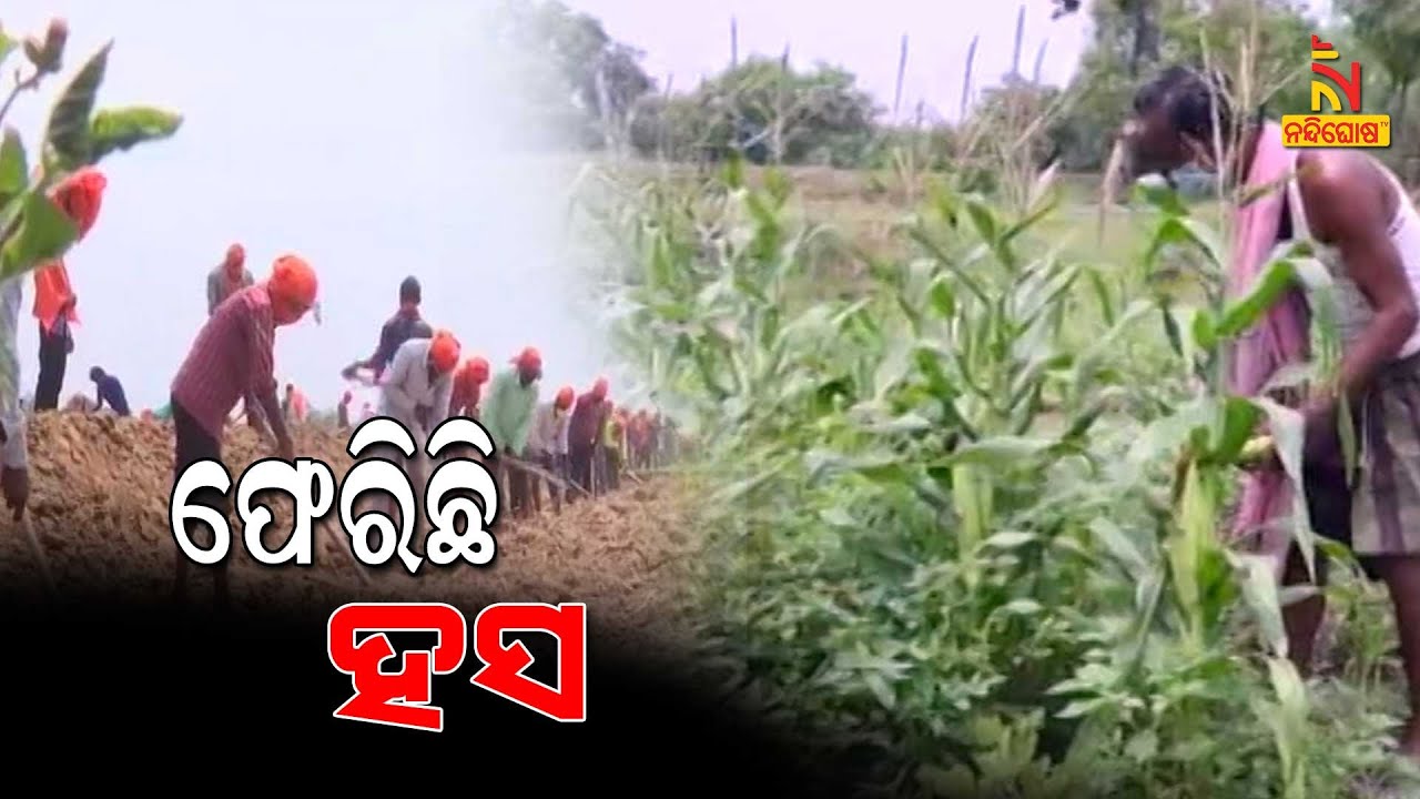 Watershed Mission Brings Smile On The Faces Of Farmer In 17 Blocks Of Sundargarh । NandighoshaTV