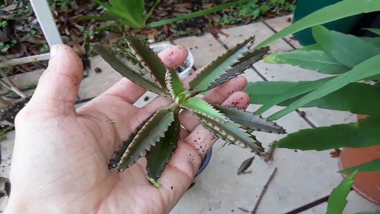 How to propagate & care for Kalanchoe Mother of a thousand/millions succulent🌵