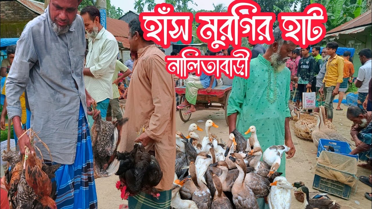 সস্তায় দেশীয় হাঁস মুরগি বিক্রি। জমজমাট নালিতাবাড়ী হাঁস মুরগির হাট। 