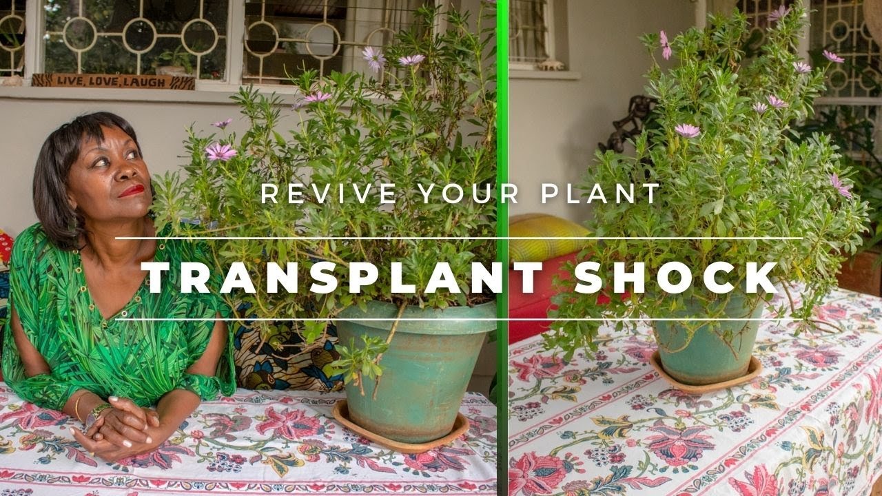 Transplant shock | Your plant is not dying | Easy tips on how to revive your plant.