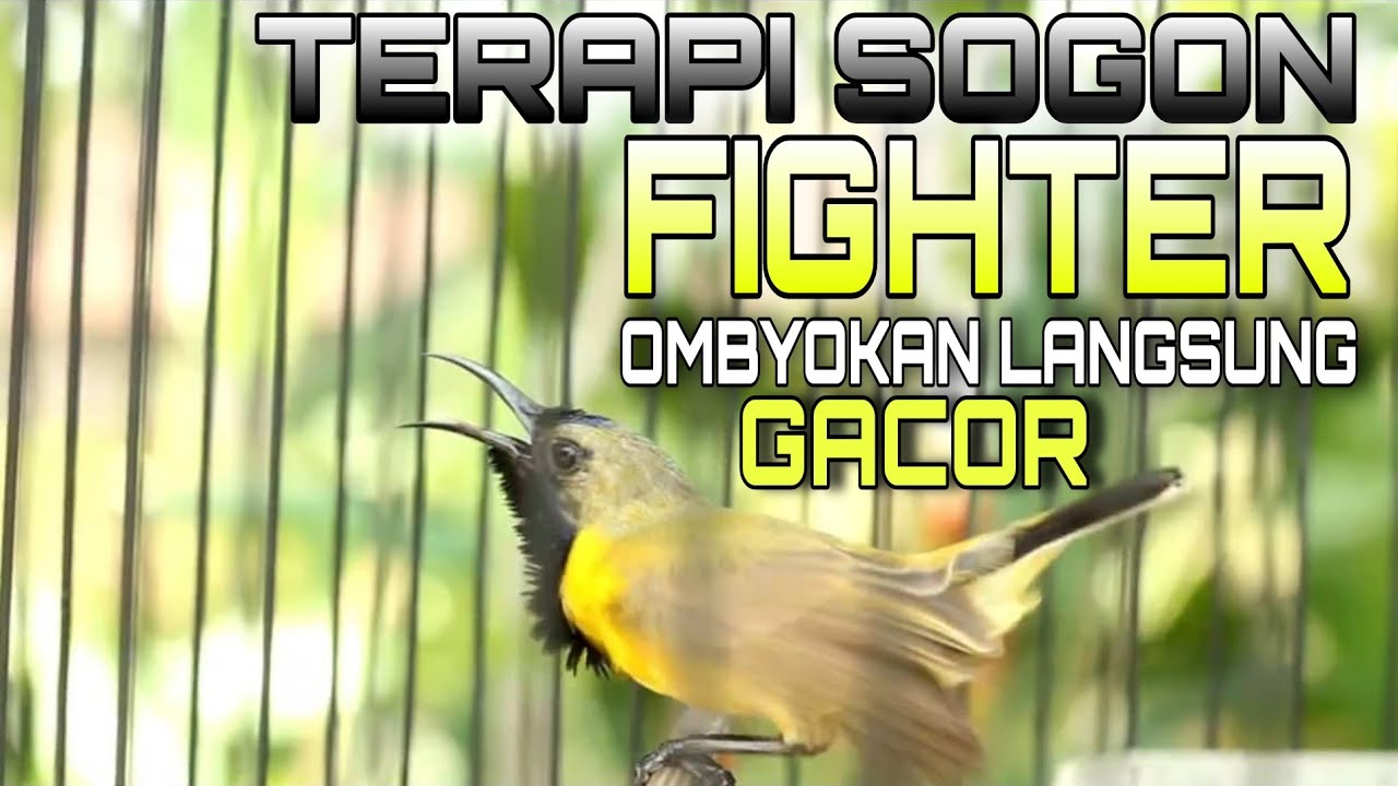 Terapi MENTAL SOGON Bahan Agar langsung GACOR dijamin langsung nyaut GACOR Ngleper